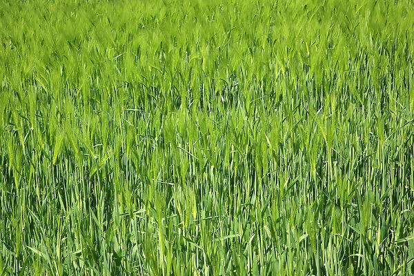 England, West Sussex, Crossbush, field of young green wheat, Triticum aestivum