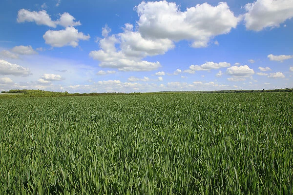 England, West Sussex, Crossbush, field of young green wheat, Triticum aestivum