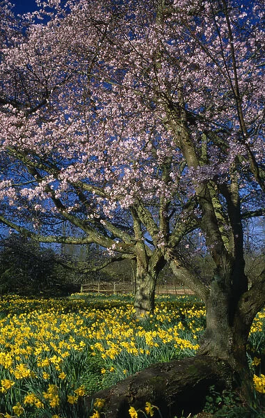 England, West Sussex, Findon, Flowering cherry trees and daffodils in Spring sunshine