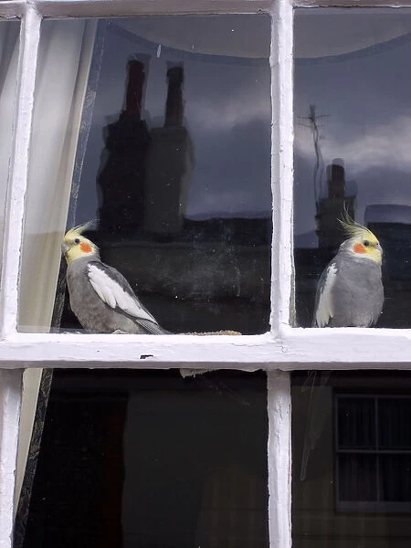 England West Sussex Shoreham-By-Sea Two Cockatiels