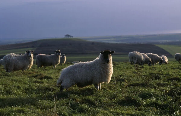 ENGLAND, Wiltshire, Agriculture Sheep grazing on hillside above the Vale of Pewsey