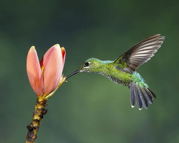 A female Green-crowned Brilliant Hummingbird feeds on the flower of a banana plant in