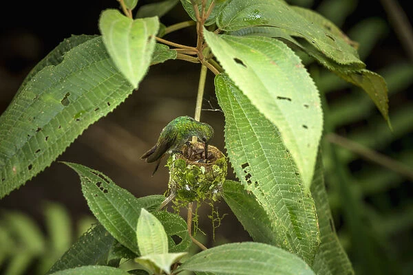 A female Rufous-tailed Hummingbird feeds one of her babies in her nest in Tortuguero