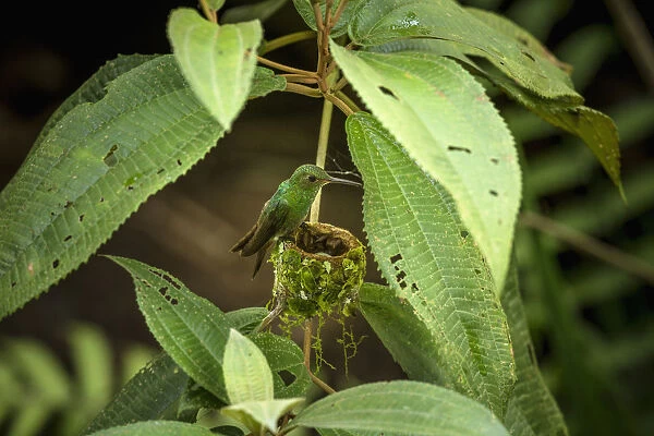 A female Rufous-tailed Hummingbird on her nest in Tortuguero National Park in Costa Rica
