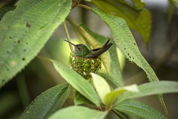 A female Rufous-tailed Hummingbird sits on her nest in Tortuguero National Park in Costa