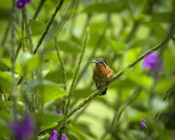 A female White-bellied Mountain-gem Hummingbird perches in a thicket of Porterweed in the