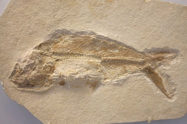 A Fish Fossil