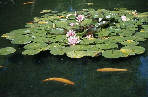 FISH, Koi Carp Ornamental Koi Carp in flowering lilly pond