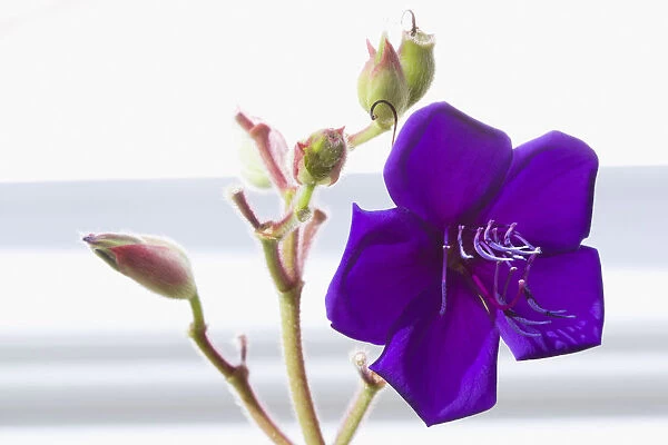 Glory bush, Tibouchina urvilleana, purple flower with prominent stamen