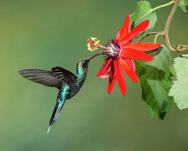Green Hermit Hummingbird and passion flower in Costa Rica