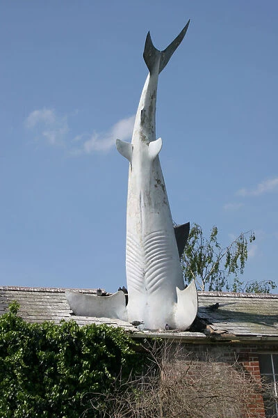 Bill Heines Shark in the roof of a terraced house in Headington