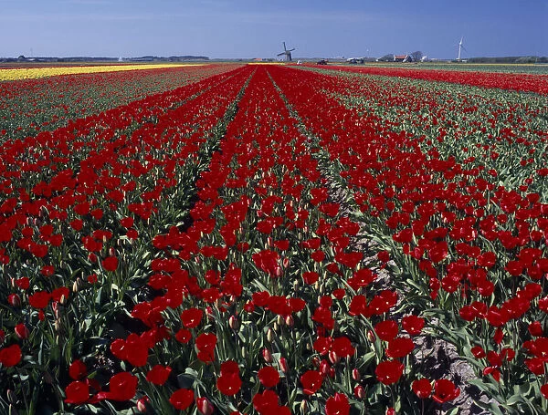 HOLLAND, Noord Holland, Sint Maartensbrug Field of red tulips with a windmill in the