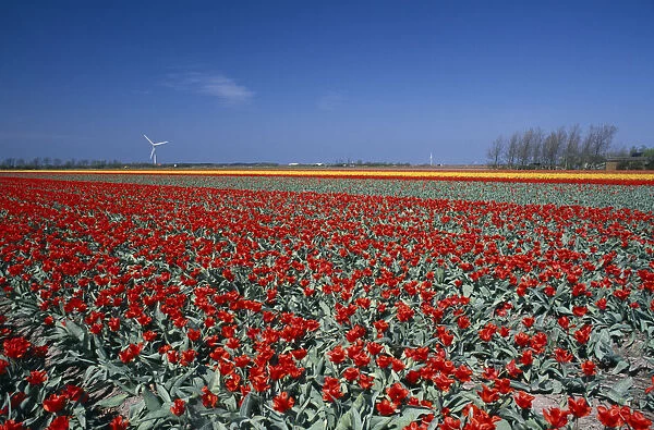 HOLLAND, Noord Holland, Sint Maartensbrug Field of red tulips with a wind turbine in
