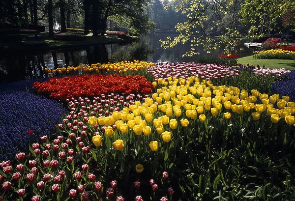 HOLLAND, South, Lisse Keukenhof Gardens. Multicoloured display of tulips on the edge