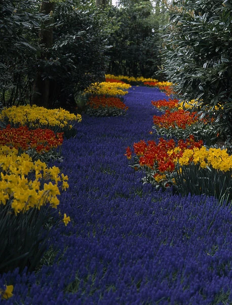 HOLLAND, South, Lisse Keukenhof Gardens. A river of blue flowers running through a