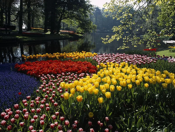 HOLLAND, South, Lisse Keukenhof Gardens. A multicoloured display of tulips on the edge