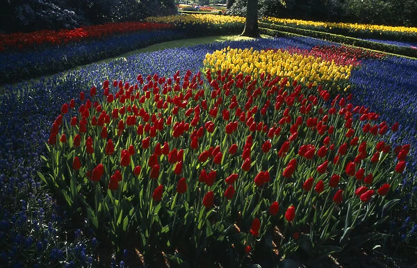 HOLLAND, South, Lisse Keukenhof Gardens. Multicoloured display of tulips in early