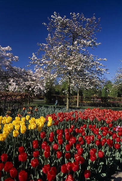 HOLLAND, South, Lisse Keukenhof Gardens. Multicoloured display of tulips with a white