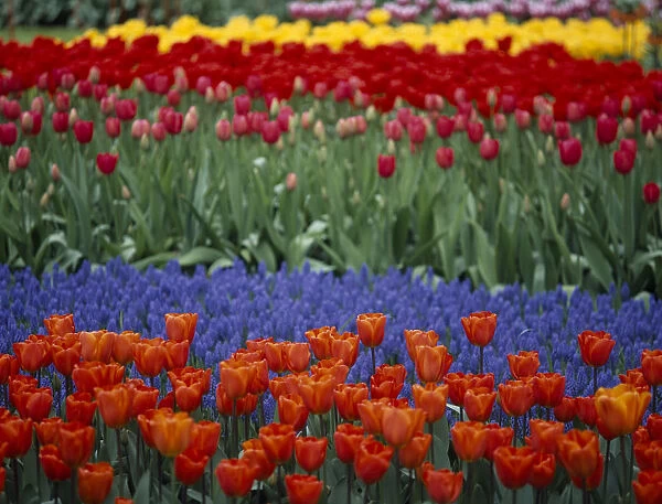 HOLLAND, South, Lisse Keukenhof Gardens. Multicoloured tulip display
