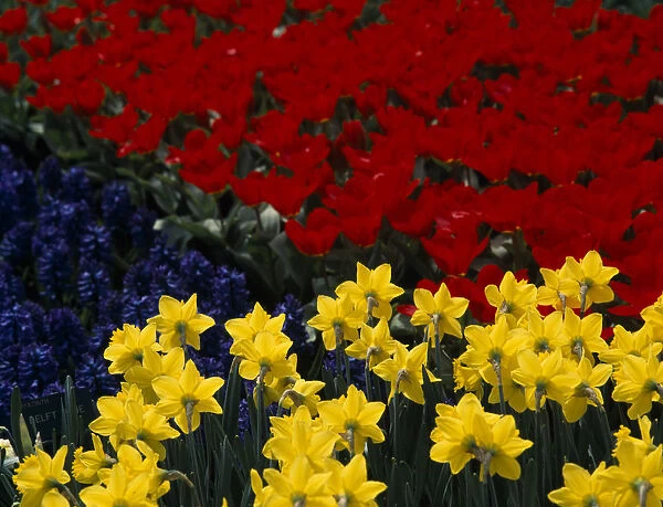 HOLLAND, South, Lisse Keukenhof Gardens. Tulip and Daffodil display