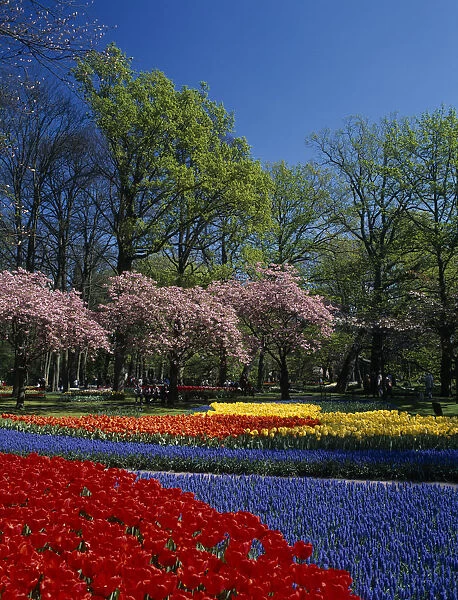 HOLLAND, South, Lisse Keukenhof Gardens. Multicoloured layered display of tulips