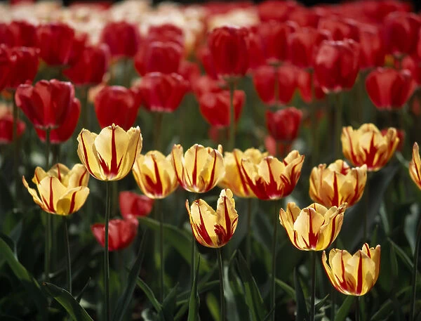 HOLLAND, South, Lisse Keukenhof Gardens. Close up of tulip display