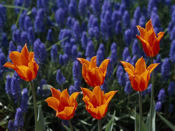 HOLLAND, South, Lisse Keukenhof Gardens. Detail of tulip display with orange