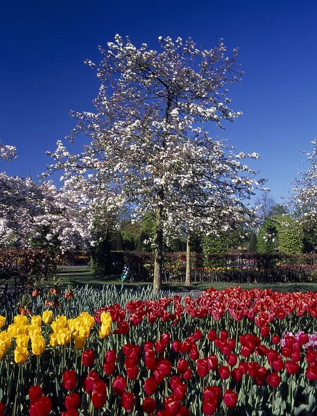 HOLLAND, South, Lisse Keukenhof Gardens. White blossoming tree with tulip display in