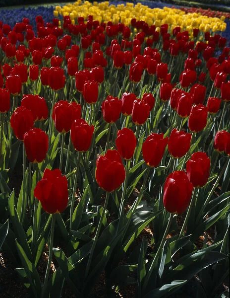 HOLLAND, South, Lisse Keukenhof Gardens. Multicoloured display of tulips