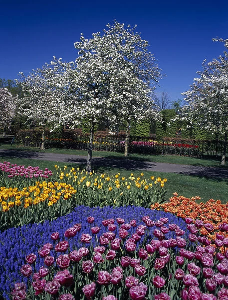 HOLLAND, South, Lisse Keukenhof Gardens. Multicoloured tulip display with a white