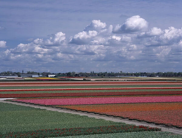 HOLLAND, South, Lisse Tulip fields outside the Keukenhof Gardens viewed from the top