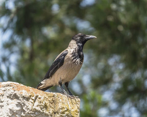 A Hooded Crow perched on a wall on the Mount of Olives in Jerusalem