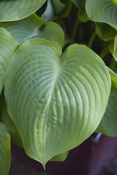Hosta Sum And Substance, Plantain lily
