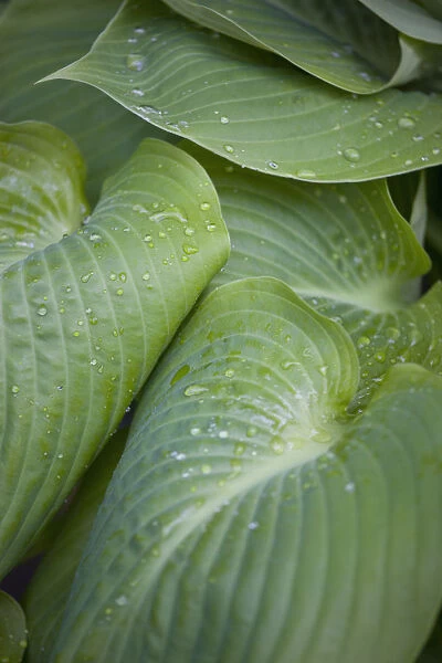 Hosta Sum And Substance, Plantain lily
