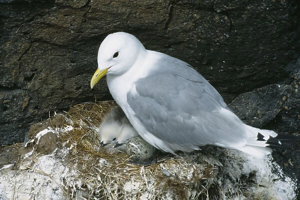 Iceland, Arnastapi, Kittiwake Rissa tridactyla. Adult on cliff nest with egg and two chicks visible