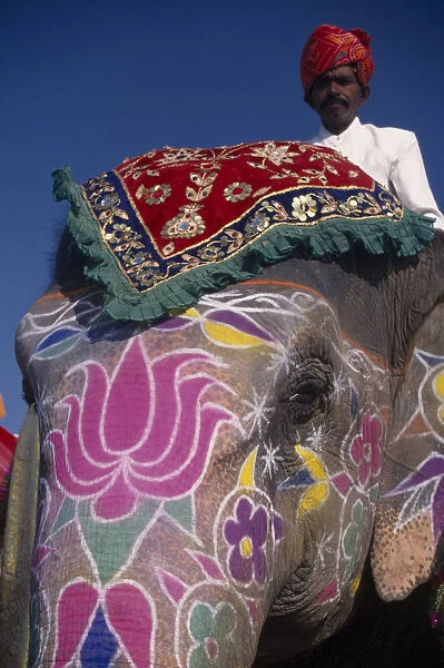 INDIA, Rajasthan, Jaipur Mahout man on his decorated elephant at the Jaipur Heritage
