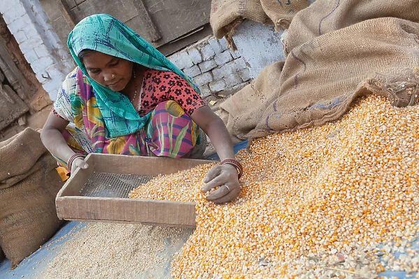 India, Uttar Pradesh, Faizabad, A woman winnowing corn