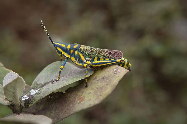 India, West Bengal, Asansol, A painted grasshopper, Poekilocerus Pictus