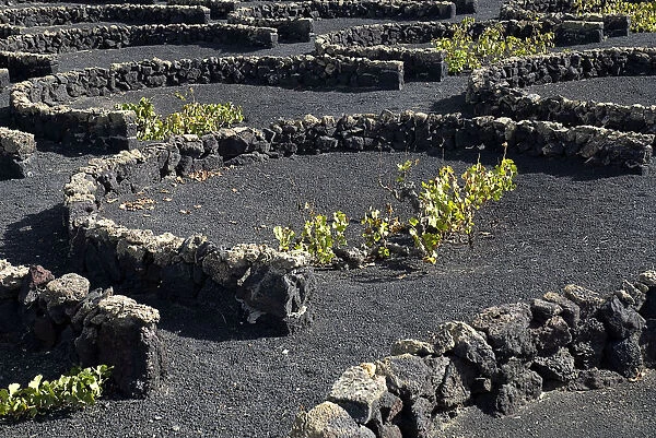 Individual vines planted in shallow depressions and protected by low wall of volcanic stones known as zococs near the Monumento a La Campesino