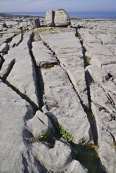 Ireland, County Clare, The Burren, Clint blocks of limestone and gryke fissures leading to a rock boulder