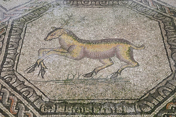 Italy, Friuli Venezia Giulia, Aquileia, stag detail, mosaic