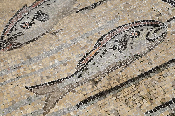 Italy, Friuli Venezia Giulia, Aquileia, mosaic detail of fish