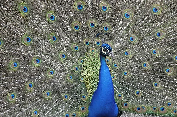 Italy, Lazio, Rome, Villa Borghese, Bioparco Zoo, peacock display