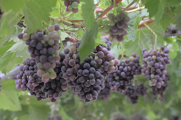 Italy, Trentino Alto Adige, Strada del Vino, grapes on the vine, Kaltern