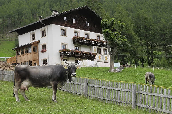 Italy, Trentino Alto Adige, Val Senales, cows & rural scene, Vernagt