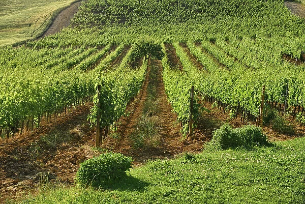 Italy, Tuscany, San Quirico D Orcia, Agriturismo Bagnaia Farmhouse Accommodation and Vineyard