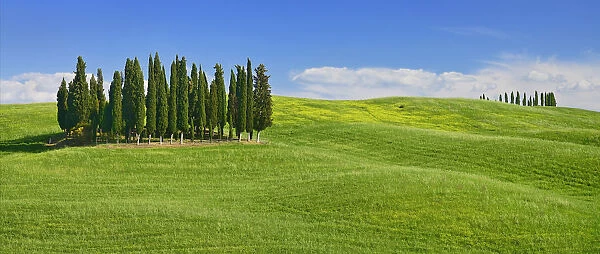 Italy, Tuscany, Val D Orcia, Famous cypress grove near San Quirico D Orcia
