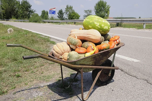 Italy, Veneto, Lake Garda, pumpkin stand