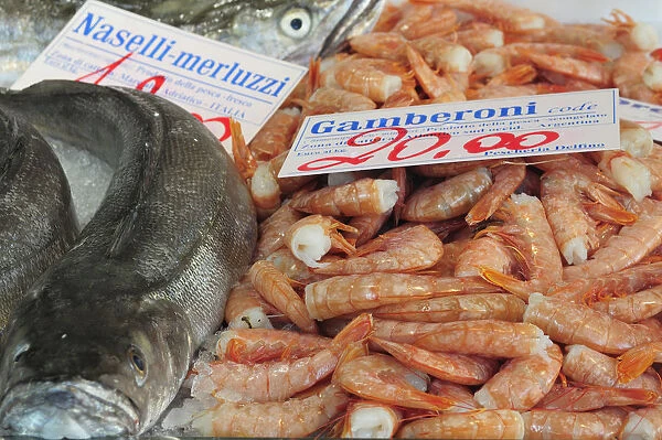 Italy, Veneto, Treviso, fish market, cod & prawns for sell