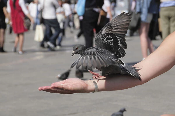 Italy, Veneto, Venice, feeding pigeons on Piazza San Marco